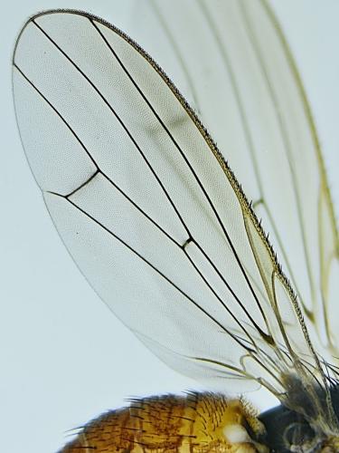 Tephrochlamys rufiventris